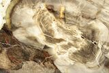 Petrified Wood (Cypress) Slab - Saddle Mountain, WA #258175-1